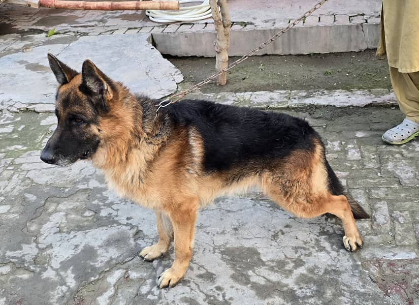 German shepherd male for sale 1