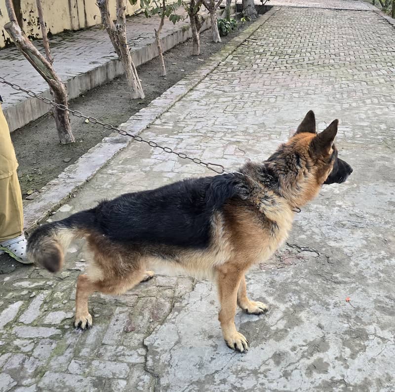 German shepherd male for sale 2