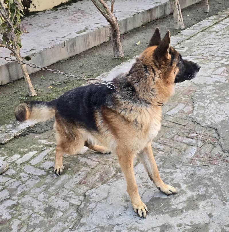 German shepherd male for sale 4