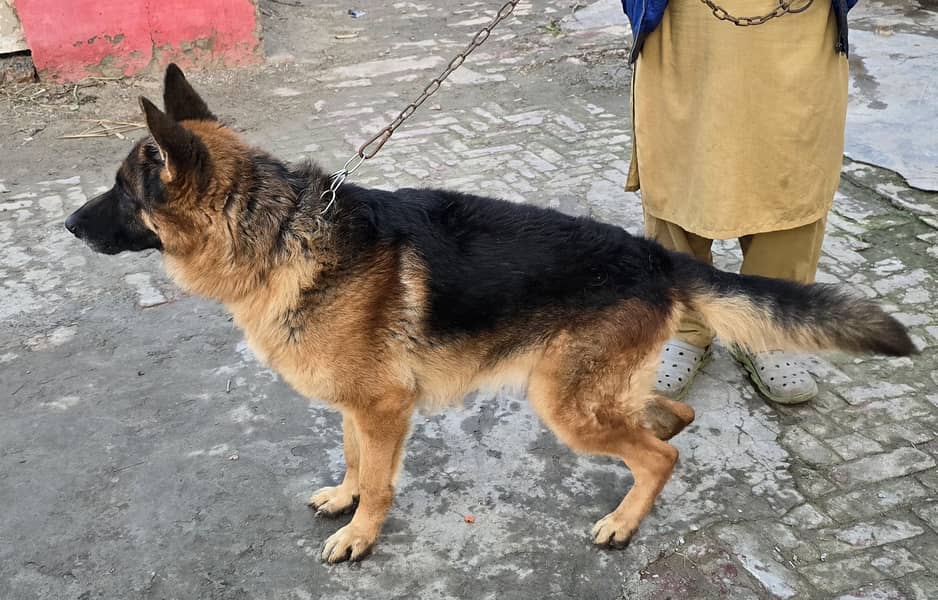 German shepherd male for sale 6