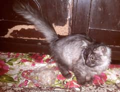 Persian Cat Female Cat , Cat Sale , Cats Baby 10000