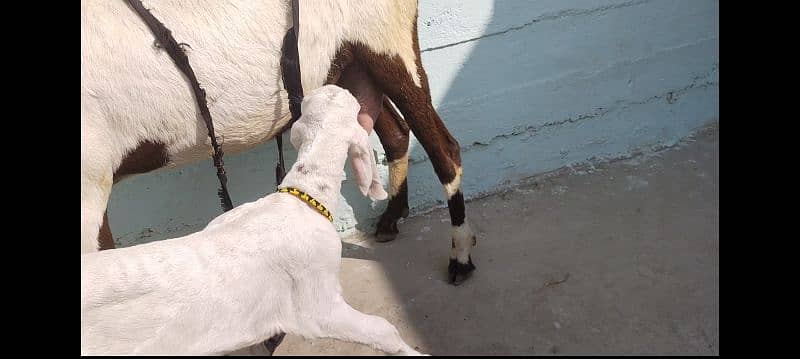 pure Punjab bakri Nar bacha sath 7