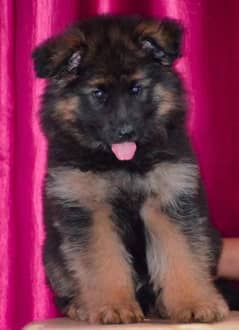 GERMAN SHEPHERD PEDIGREE FEMALE PUPPY