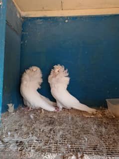 Jacobin pigeons ( Naqabposh) For sale