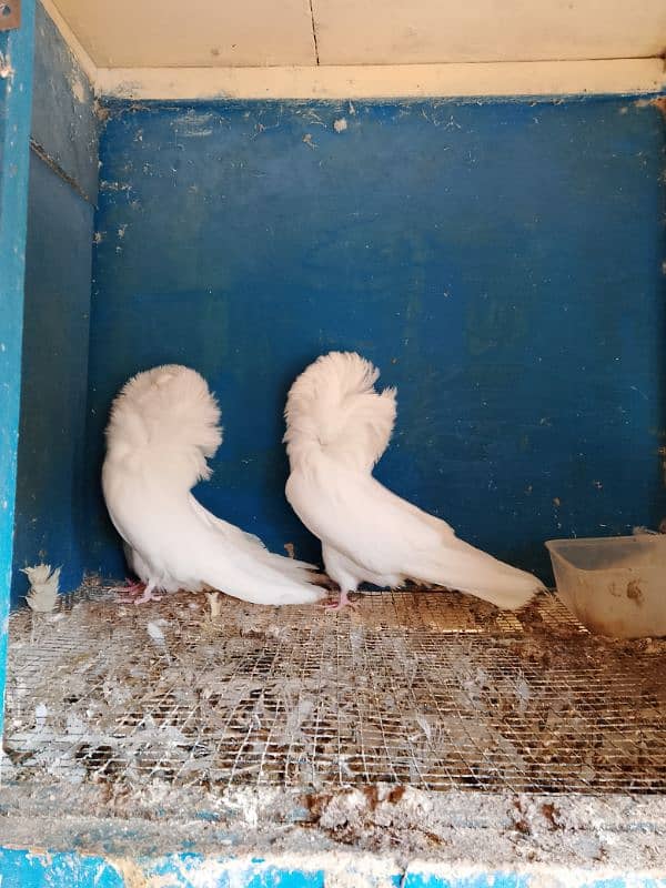 Jacobin pigeons ( Naqabposh) For sale 1