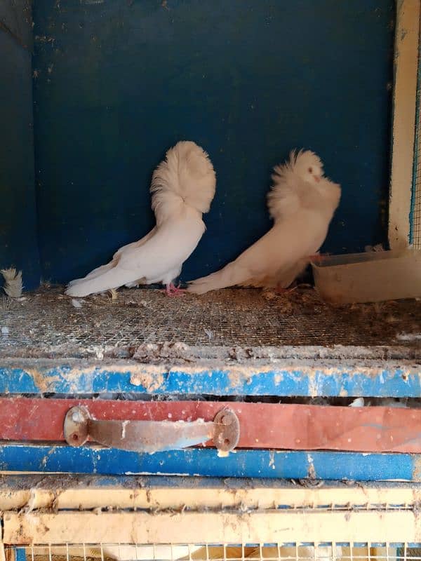 Jacobin pigeons ( Naqabposh) For sale 2