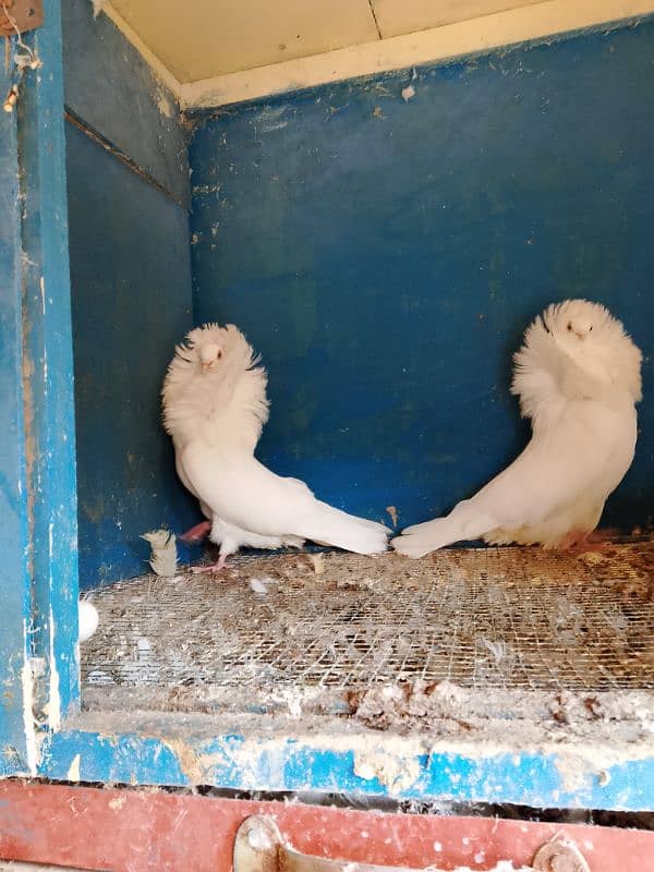 Jacobin pigeons ( Naqabposh) For sale 3