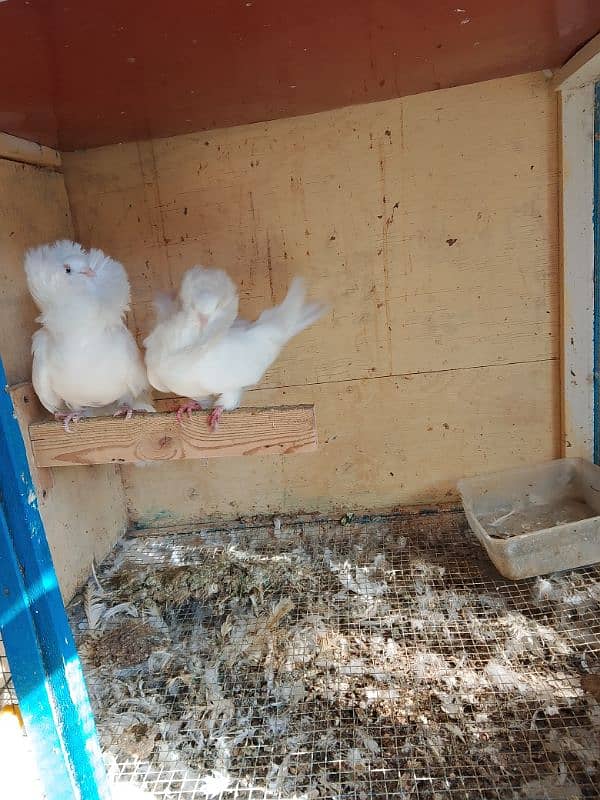 Jacobin pigeons ( Naqabposh) For sale 4