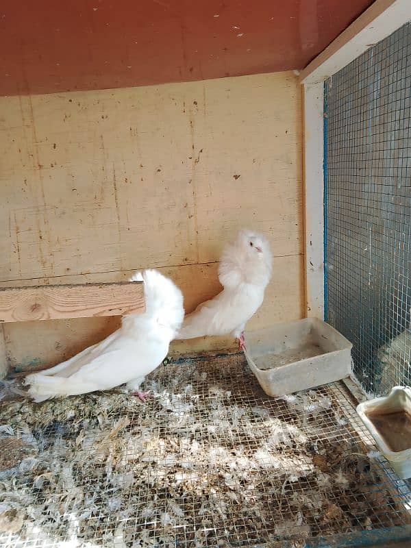 Jacobin pigeons ( Naqabposh) For sale 5