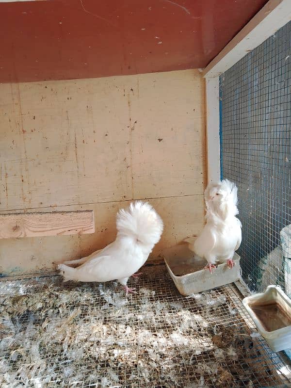 Jacobin pigeons ( Naqabposh) For sale 6