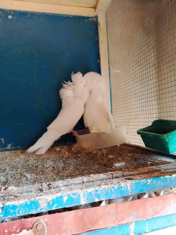 Jacobin pigeons ( Naqabposh) For sale 7