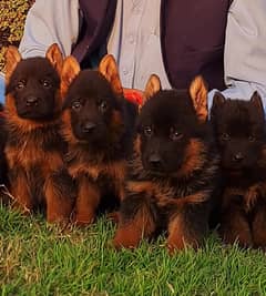 German shepherd proper long coat puppies for sale