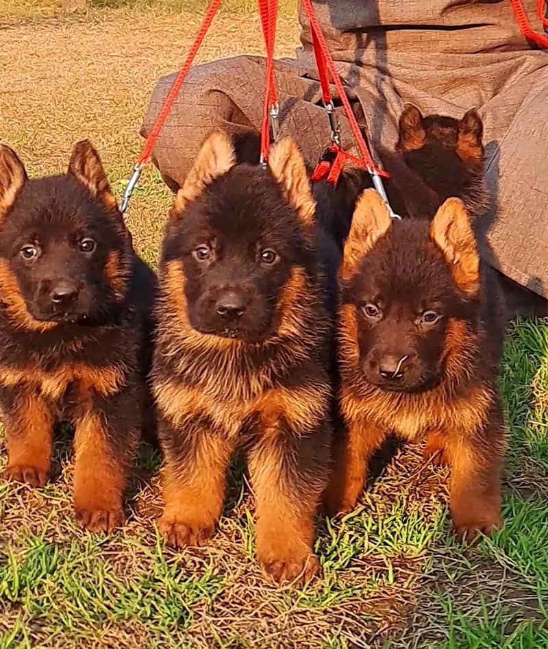 German shepherd proper long coat puppies for sale 1