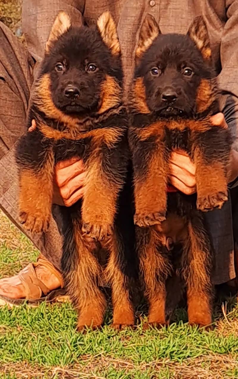 German shepherd proper long coat puppies for sale 2