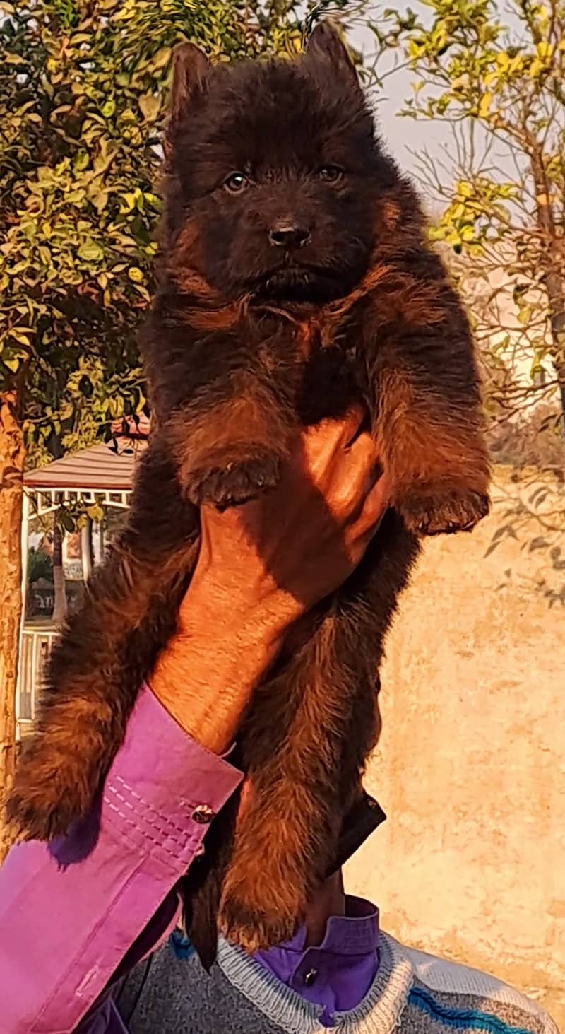 German shepherd proper long coat puppies for sale 3