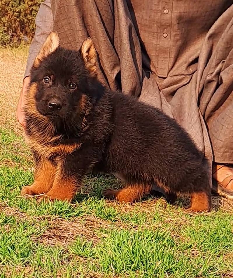 German shepherd proper long coat puppies for sale 4