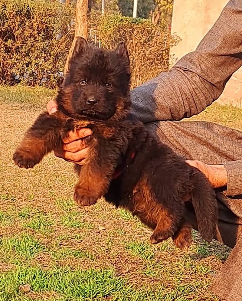 German shepherd proper long coat puppies for sale 5