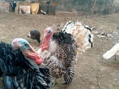 Turkey Birds one year old male female pairs