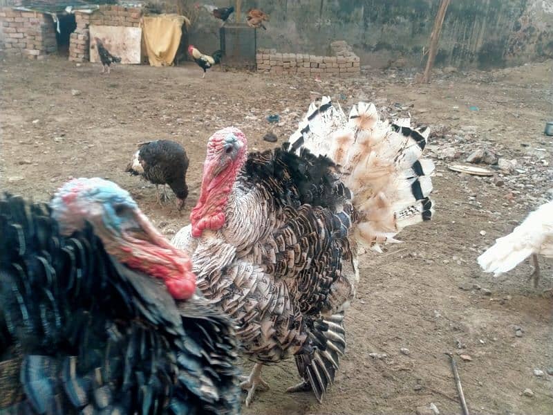 Turkey Birds one year old male female pairs 0