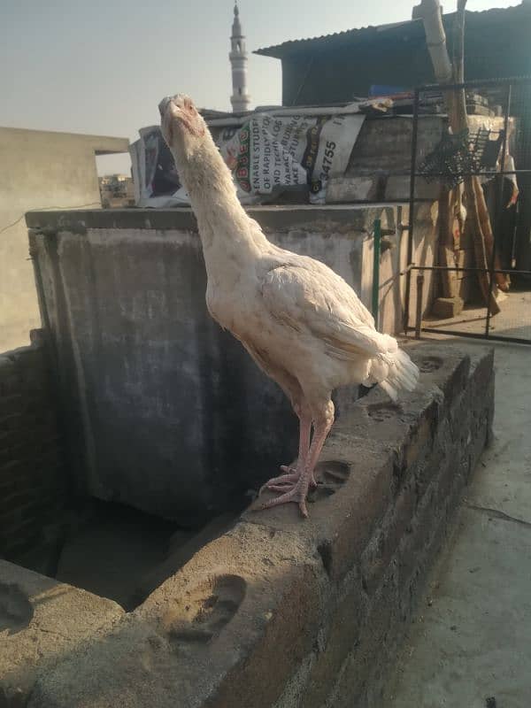 heera pathi ready for breeding age 9 months for sale 0