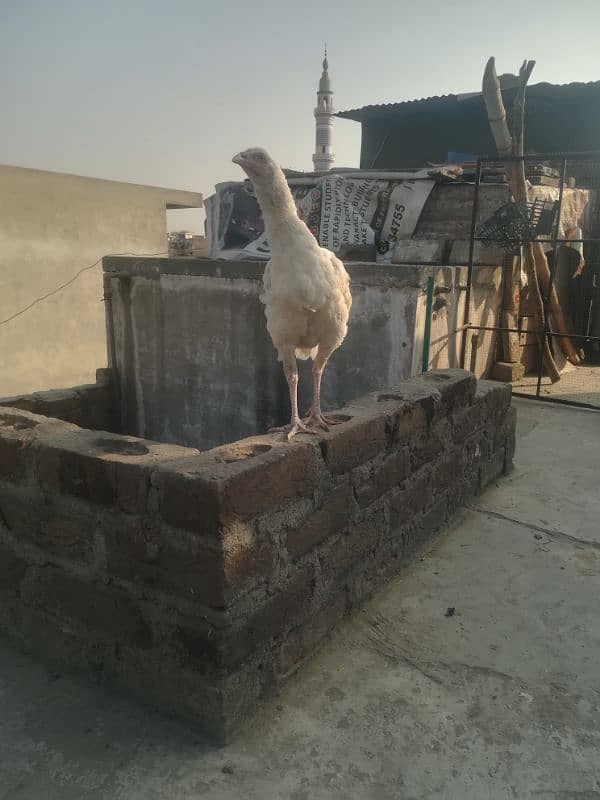 heera pathi ready for breeding age 9 months for sale 1