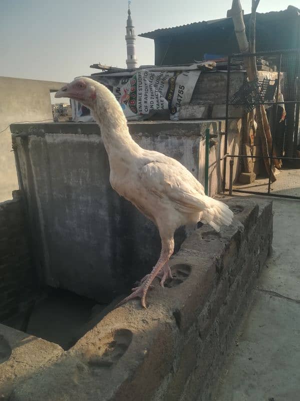 heera pathi ready for breeding age 9 months for sale 2