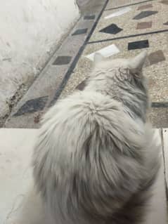 pershion cat white doubel Cote active healthy