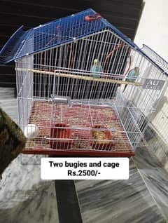 Different Parrots and small cage for sale