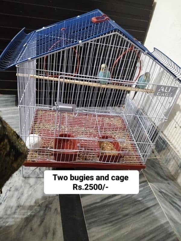 Different Parrots and small cage for sale 0