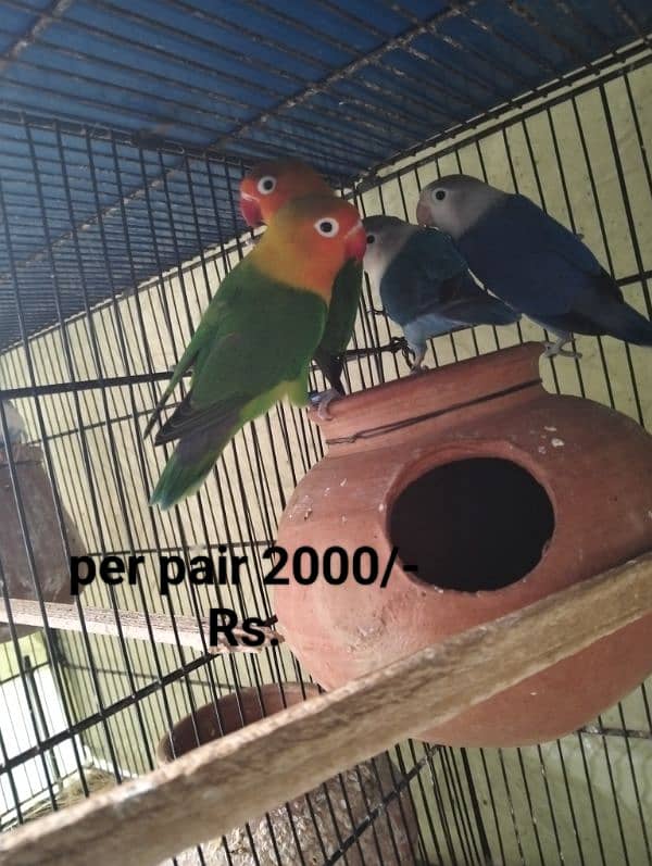 Different Parrots and small cage for sale 1