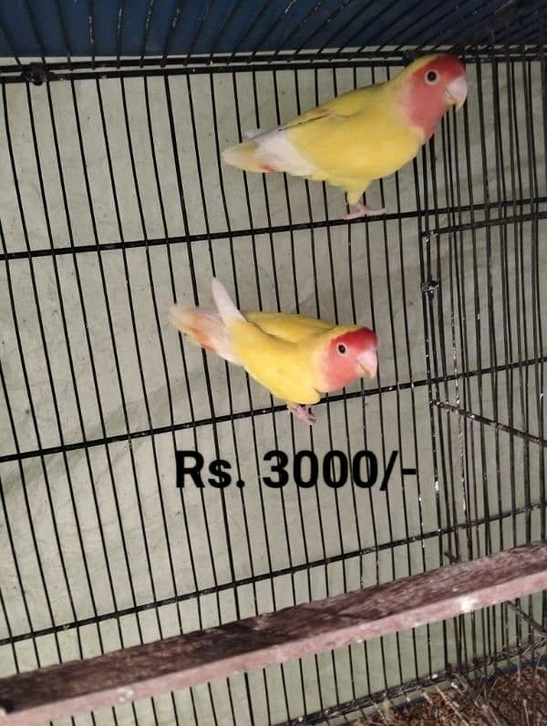 Different Parrots and small cage for sale 2