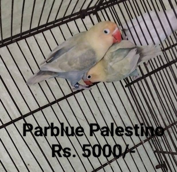 Different Parrots and small cage for sale 3