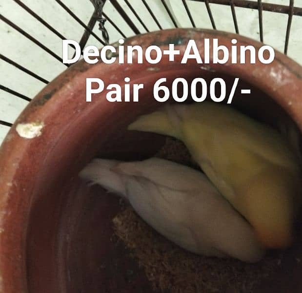 Different Parrots and small cage for sale 5