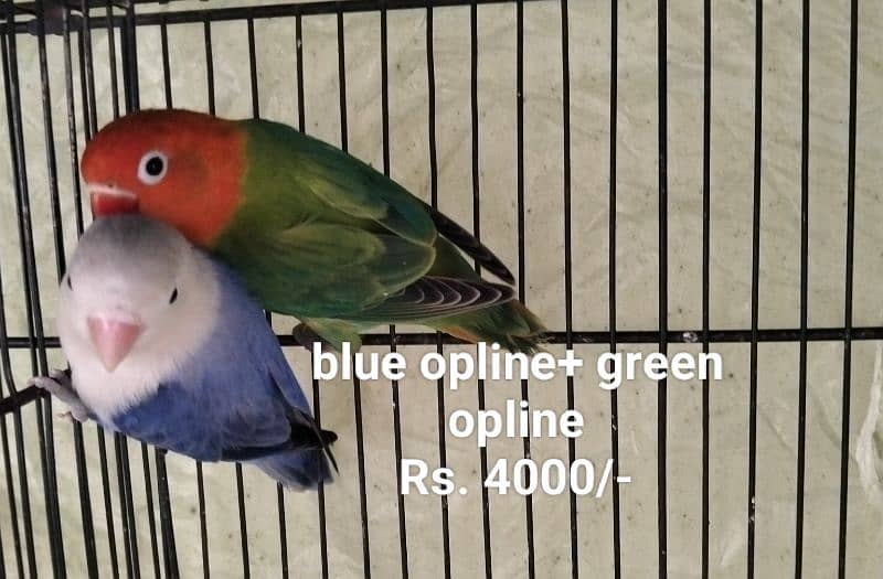 Different Parrots and small cage for sale 6