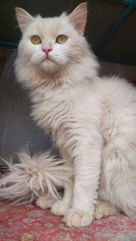 White persian male  10 month age 1