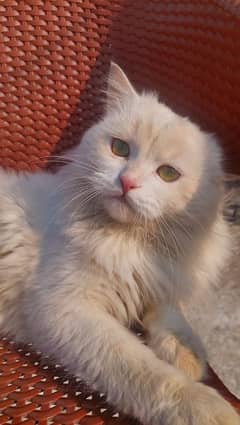 White persian male  10 month age