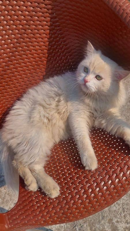 White persian male  10 month age 2