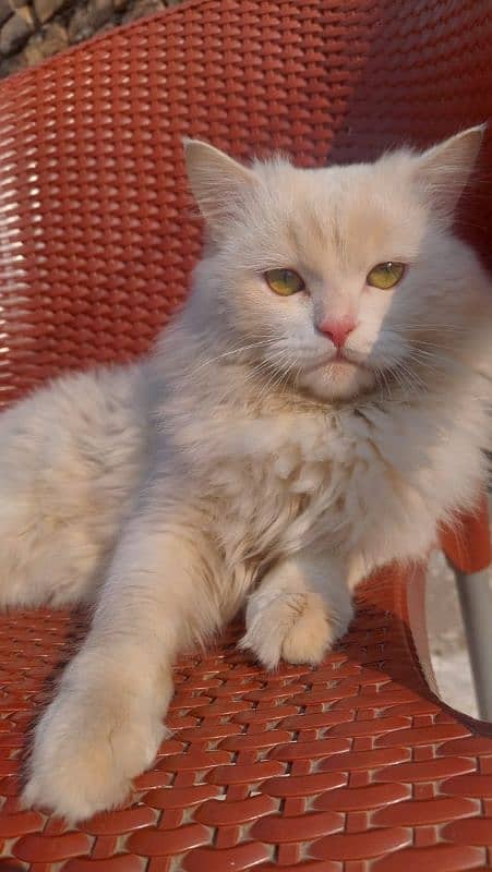 White persian male  10 month age 3