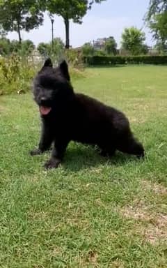 German Shepherd puppy | puppies | GSD | gsd Dog Puppies