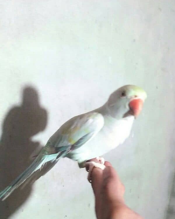 indian Blue parrot 03127093372 1