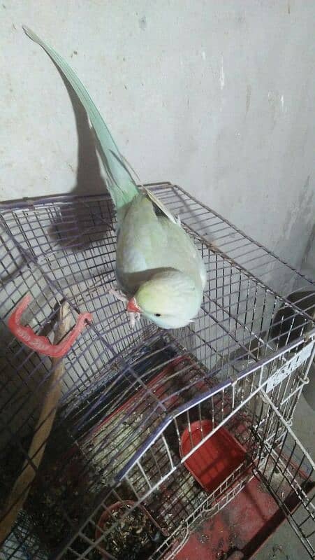 indian Blue parrot 03127093372 4