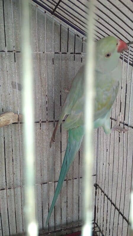 indian Blue parrot 03127093372 6