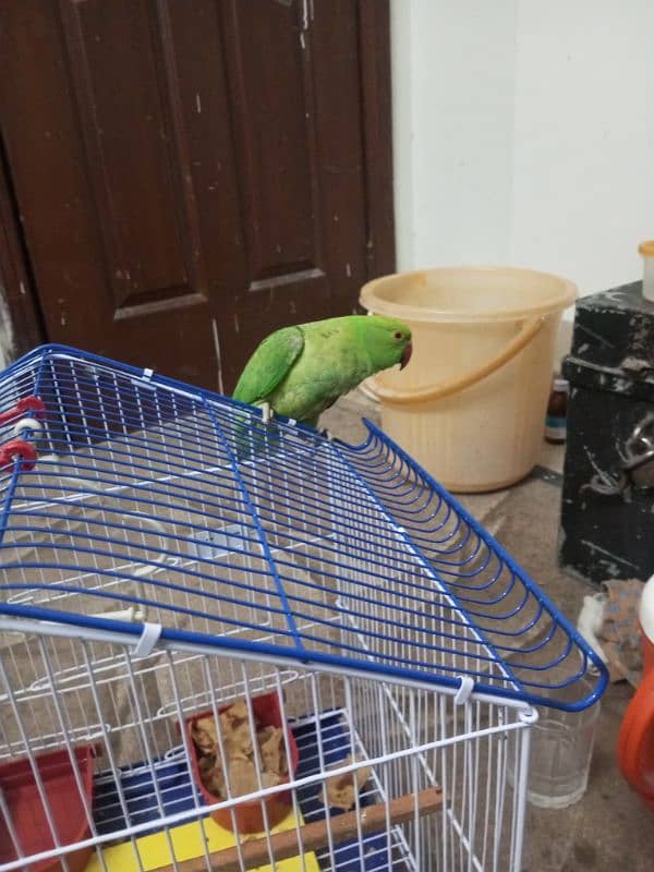 Green parrot 2