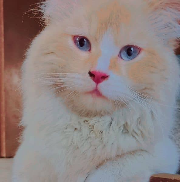 Cat For Sale Ragdoll 0