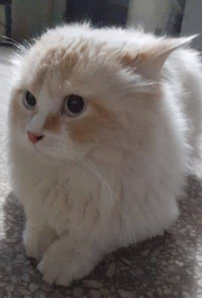 Cat For Sale Ragdoll 1