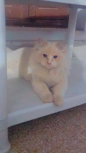 Cat For Sale Ragdoll 2