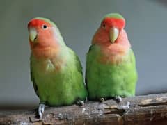 green cheekd conura female love brids03126111832