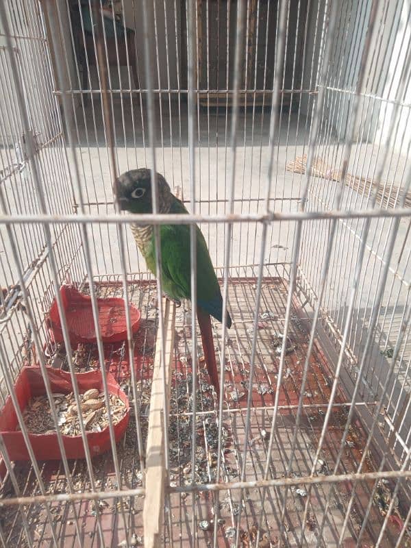 green cheekd conura female love brids03126111832 2