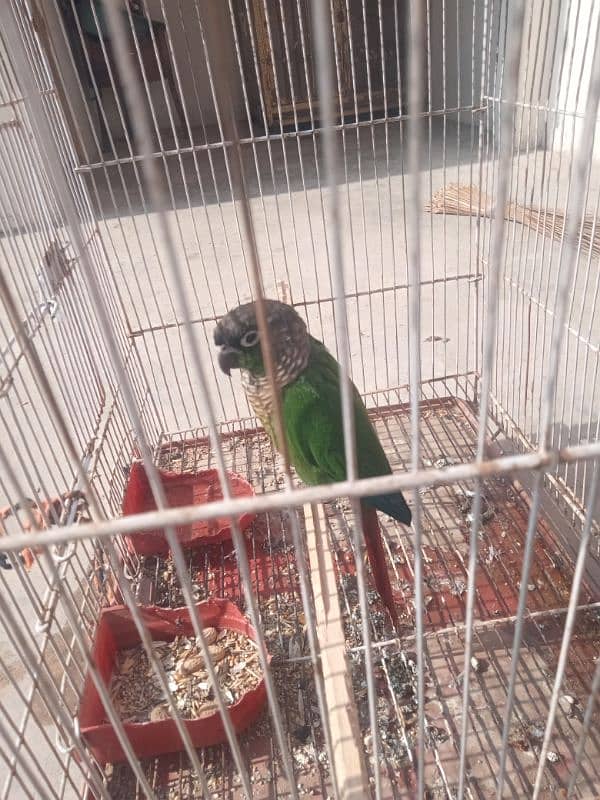 green cheekd conura female love brids03126111832 3