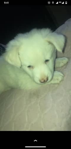 3 month White Puppy Freindly Tamed